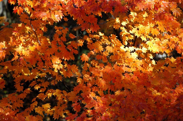 このモミジも、翌日には、落葉の姿に変わっていましたが、春の新緑から秋の最後の紅葉の景観まで、四季を通して素晴らしい輝きを見ることができて、本当に嬉しく、感無量だった（２０２５年１１月４日・７時４５分）。