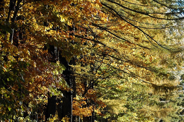 カラマツの紅葉は、本番はまだこれからという光景でした（２０２５年１１月４日・７時３４分）。