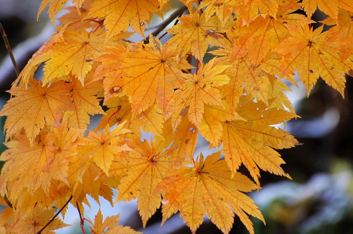 山々が雪景色に覆われる中、残っていた黄色のモミジは、本当に美しい姿でした。しかし翌日見ると落葉の姿に移り変わっておりました（２０２５年１１月４日・７時５７分）。
