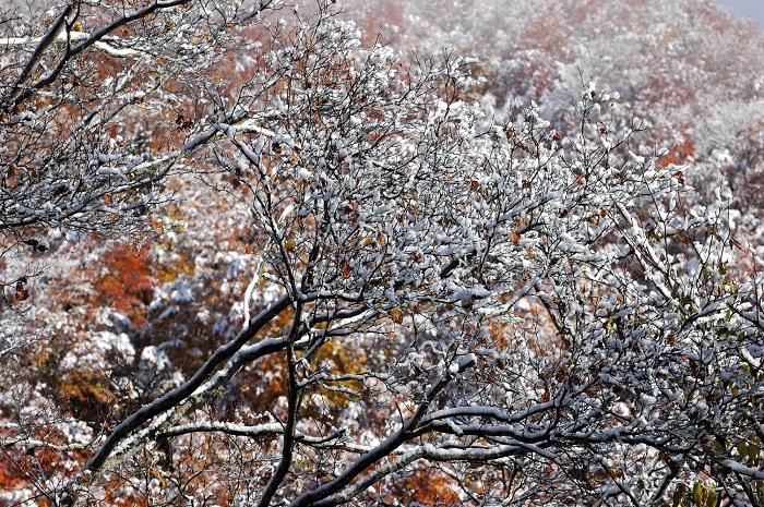 紅葉と白銀の雪景色に染まった尾瀬ブナ坂。秋と冬という２つの四季の姿を見ているようでした（２０２５年１１月４日・７時５４分）。