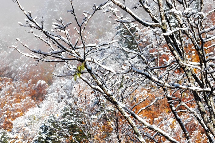 一晩でほとんどの葉が落葉し、冬本番かと思うほどの雪景色への変貌でした（２０２５年１１月４日・７時５４分）。