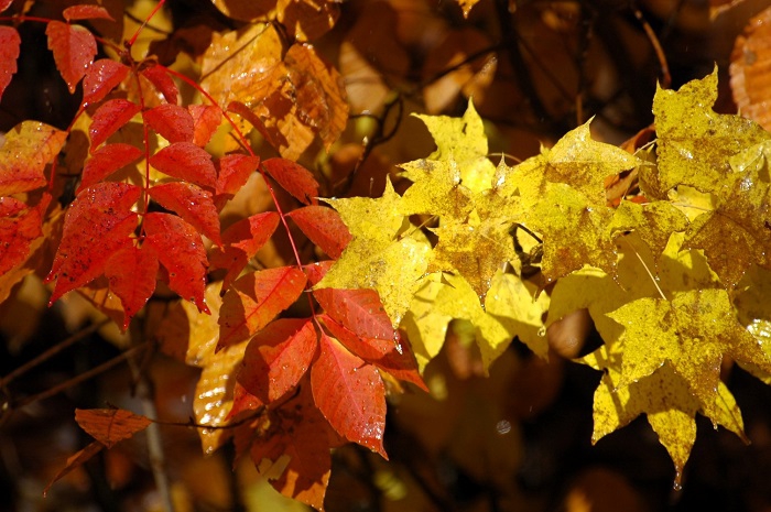 ブナ坂にて、かろうじて残っていた漆とカエデの紅葉の姿です（２０２５年１１月４日・７時５９分）。
