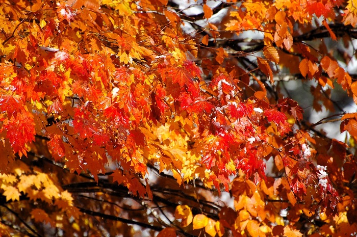 冷たい雪で洗われた紅葉のモミジの輝きは、今年の秋の中で一番の輝きに見えるほど綺麗な姿でした（２０２５年１１月４日・７時５５分）。