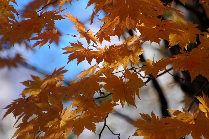 落葉の前の秋の素晴らしい紅葉の姿を魅せるモミジ。落ちてなお輝くモミジの葉。自然の姿からは多くのことを知らされますし、学ばされます（２０２５年１１月４日・７時５７分）。