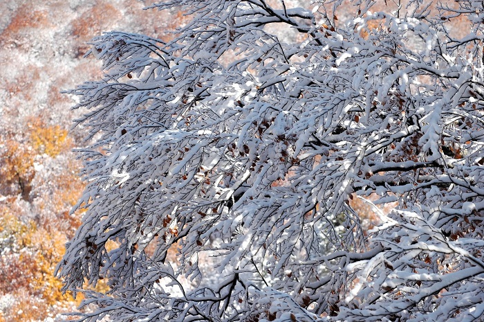 紅葉の葉も落ちて、一晩にて雪景色に染まる落葉樹の姿です（２０２５年１１月４日・８時１０分）。