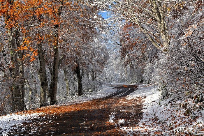 １１月２日・３日がほぼ紅葉の最盛期かと思えていた、ブナ平下部も、一晩で、真冬の様相へと移り変わっているようでした（２０２５年１１月４日・８時１４分）。