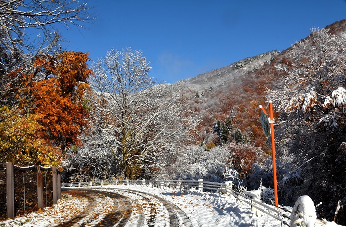 紅葉と白銀の雪景色が本当に綺麗な朝でした（２０２５年１１月４日・８時１１分）。