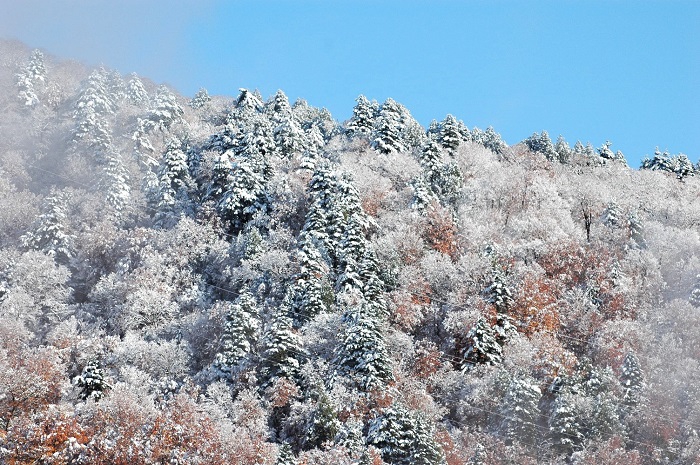 全山紅葉の姿に染まっていた山々も一晩にして雪景色へ（２０２５年１１月４日・８時１０分）。