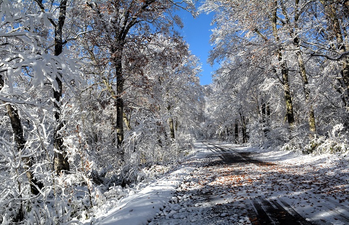昨日まで晩秋の紅葉が見頃を迎えていた尾瀬ブナ平下部も全て白銀の雪景色に変貌していて、雪景色の美しさに改めて驚いた朝でした（２０２５年１１月４日・８時１８分）。