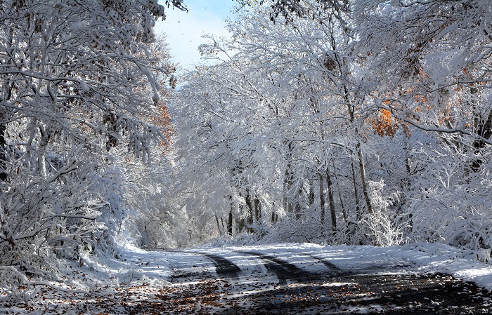 落ち葉と雪と原生林の雪景色。本当に綺麗な光景が見られたことに、感動でした（２０２５年１１月４日・８時１８分）。