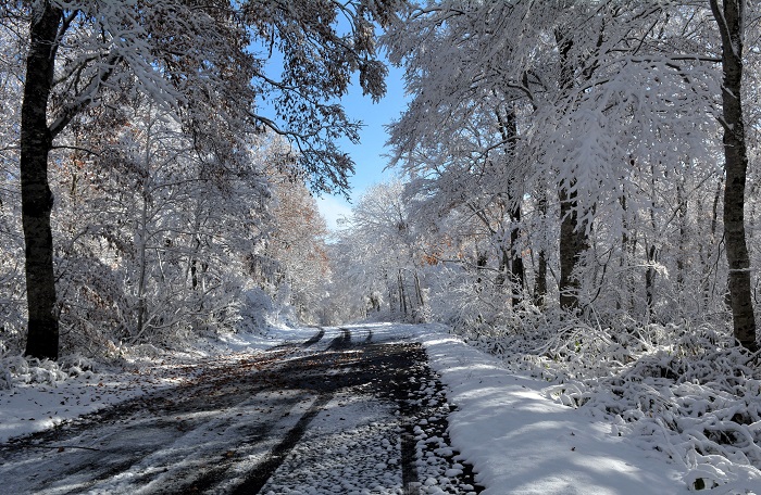 落葉と紅葉の景観から、一晩にして白銀の雪景色へ。光り輝く雪の光景が素晴らしい晩秋の光景でした（２０２５年１１月４日・８時１９分）。