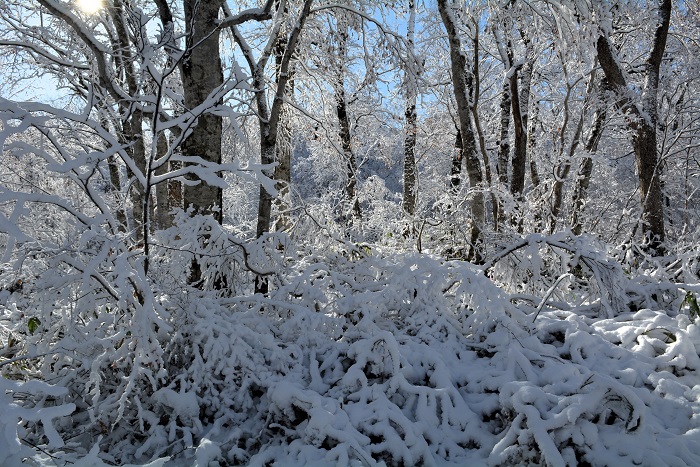 青空と山々の紅葉と真っ白な雪景色。素晴らしい景観の朝でした（２０２５年１１月４日・８時２２分）。