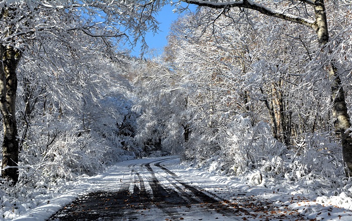 雪景色のトンネルを抜ける尾瀬ブナ平の朝。今年の紅葉シーズンの終わりを迎えた姿は、まさに最高のシチュエーションと驚きの美しさを魅せる紅葉のフィナーレだった（２０２５年１１月４日・８時２２分）。