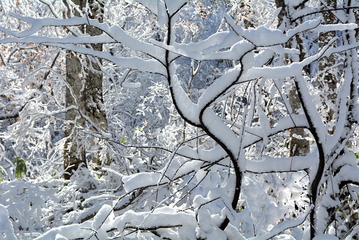生活には大変な雪ですが、その自然の姿は、本当に美しく綺麗な雪の姿であり雪の結晶です（２０２５年１１月４日・８時２３分）。