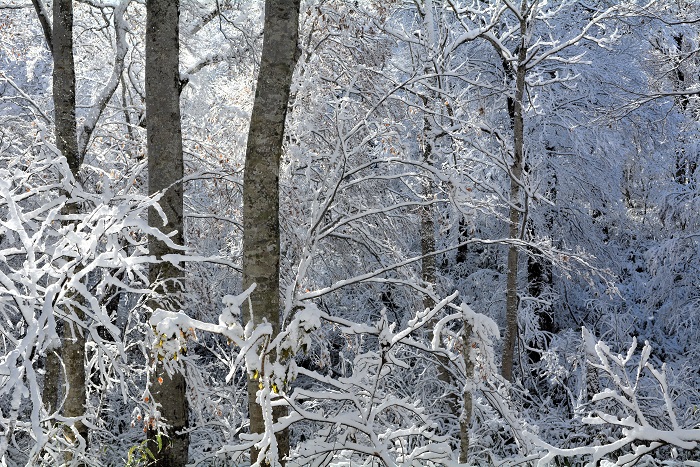 朝日が差し込む雪景色に染まった尾瀬ブナ平の晩秋の季節。雪景色に染まった木々の姿は素晴らしかった（２０２５年１１月４日・８時１９分）。