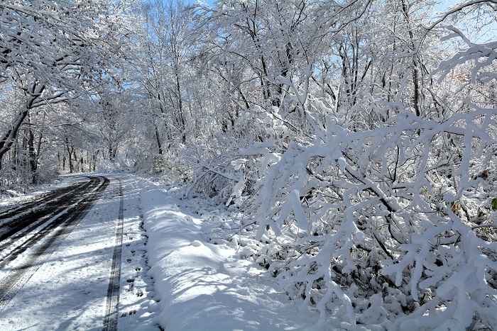 紅葉から落葉そして雪景色という季節の流れをこれほど短い日々の中で見ることになるとは・・・。今年の紅葉シーズンの終盤でした（２０２５年１１月４日・８時２０分）。
