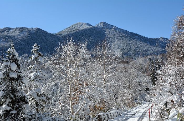 小沢平ブナ樹海ラインより望む雪景色に染まる燧ケ岳の光景です。（２０２５年１１月４日・８時３９分）。