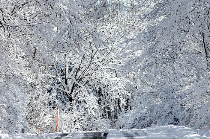 ブナ平上部のブナの木の紅葉が美しい場所ですが、ほとんど雪のトンネルといった光景でした（２０２５年１１月４日・８時２５分）。