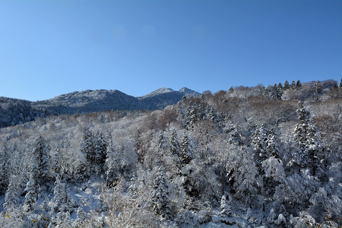 まだまだ紅葉の光景が残っていた小沢平ブナ樹海ラインでしたが、この先紅葉の様子はどうなっているのかが気になる朝でした（２０２５年１１月４日・８時４１分）。