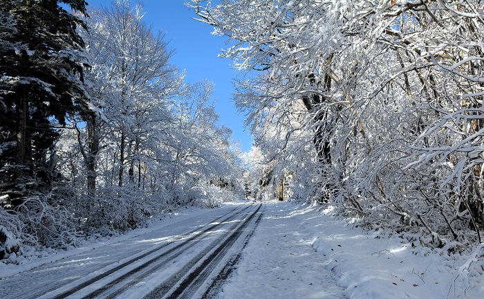 まだモミジも残っていた尾瀬ブナ平も、木の葉ほとんど落葉と雪景色に染まる、秋の終わりを告げる光景でした（２０２５年１１月４日・８時２５分）。