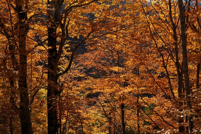小沢平での今年最後の作業を終えて、雪が解けた後のブナの原生林の晩秋の紅葉を望んで（１１月４日１４時２７分）。