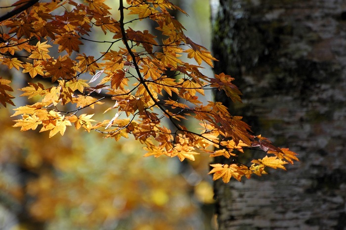 巨大なブナの木のそばで、湿った雪に洗われたかの如く綺麗な姿を魅せていたこの日のモミジは、秋のフィナーレを飾るにふさわしい輝きであった（１１月４日12時２８分）。