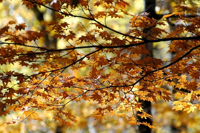 重たい湿った雪の降雪にも負けずに輝きを見せる、晩秋のモミジの輝きはまさに秋の光であり本当に美しかった（１１月４日12時２８分）。