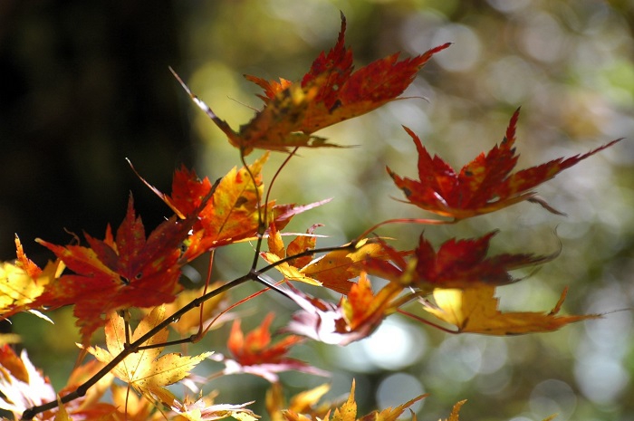 晴れ渡る晴天にて雪も解け、美しいモミジが姿を魅せる景観は素晴らしかった（１１月４日12時２６分）。