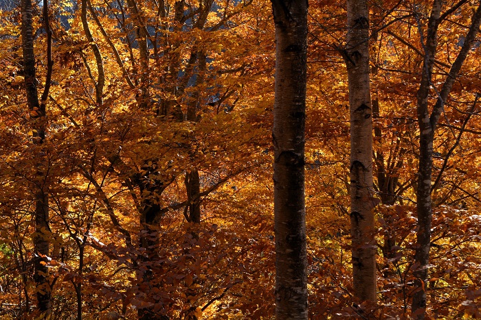 朝は多くの雪に覆われていたブナ樹海ラインも午後雪は解け、心洗われるような秋の大自然の姿に万感の思いだった（１１月４日1４時２７分）。