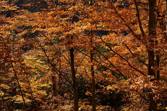 ここ小沢平ブナ樹海ラインは、ブナ平よりも毎年紅葉は遅く、この日もまだブナの木などの原生林の紅葉の輝きは素晴らしいものがありました（１１月４日１４時２８分）。
