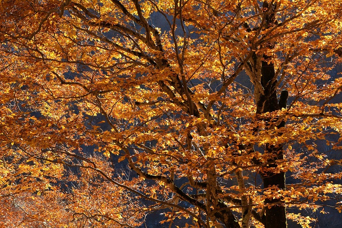 今年は、ブナの木の紅葉が素晴らしく、紅葉シーズンとしては感動の秋の季節が見られた年でした（１１月４日１４時３１分）。