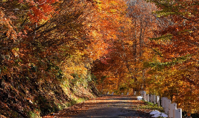 晩秋の紅葉というよりも最盛期の紅葉に近い紅葉の色合いであり、降雪が解けた後でも本当に美しかった（１１月４日１４時２７分）。