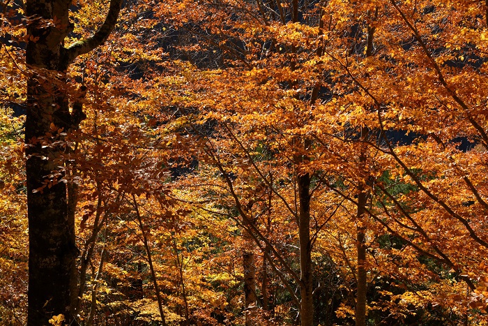 白銀の雪景色に覆われていた朝の光景から、午後は鮮やかな紅葉の姿が望めたことに、感動の１日であった（１１月４日１４時２８分）。