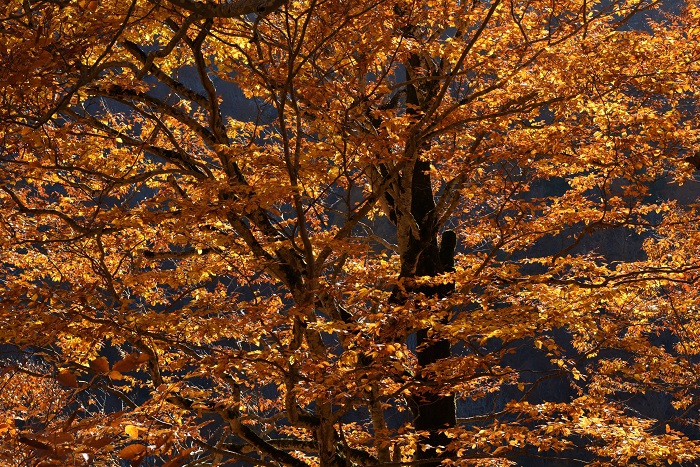 午後の日差しを浴びたモミジやブナの木の紅葉。樹海ラインでの紅葉の輝きを見るのは、この日が最後かと思うと感極まる思いであった（１１月４日１４時３２分）。