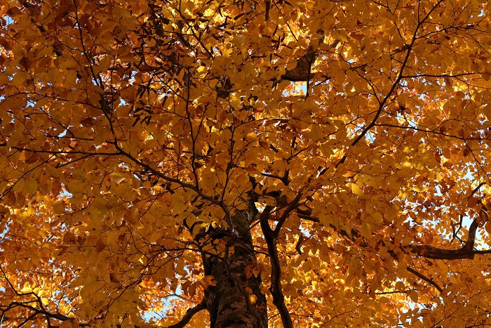 深山の山々で、幹に信じられないほどの多くの水分を蓄え山々の水分調節まで兼ね備えている、森の母・森のダムとも称される素晴らしく尊いブナの木・ブナの原生林は特別保護地区の尾瀬と同じく、後世に残してゆかなければならない日本のそして地球のかけがえのない遺産です（１１月４日１４時４９分）。
