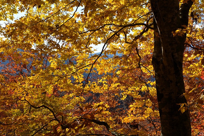 雪解け後の春の新緑から夏の濃い緑から秋の紅葉まで、四季折々の大自然の美しい姿を魅せていただいたブナの原生林に、心から感謝いたします（１１月４日１４時４８分）。