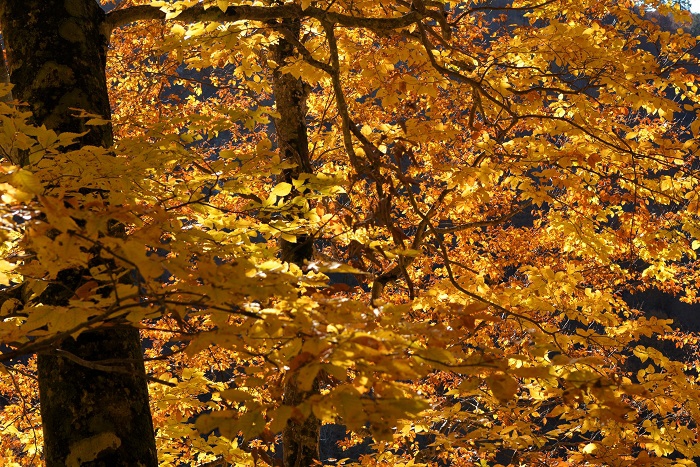 降雪の後ではありましたが素晴らしい紅葉の輝きに、感動の景観が続きました。ここ小沢平ブナ樹海ラインも、奥只見の紅葉も素晴らしい紅葉の名所ですので、また来年以降も多くのお客様に見ていただければ幸いです（１１月４日１４時３２分）。