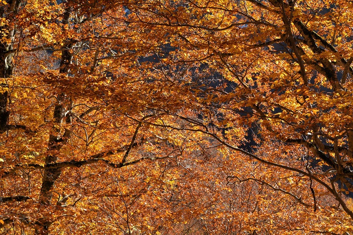 多くの降雪で、葉も落ちていたかと思われた樹海ラインでしたが、落葉することもなく素晴らしい輝きを見せていたブナの木の紅葉に、心洗われるような感謝の瞬間が続いた（１１月４日１４時３１分）。