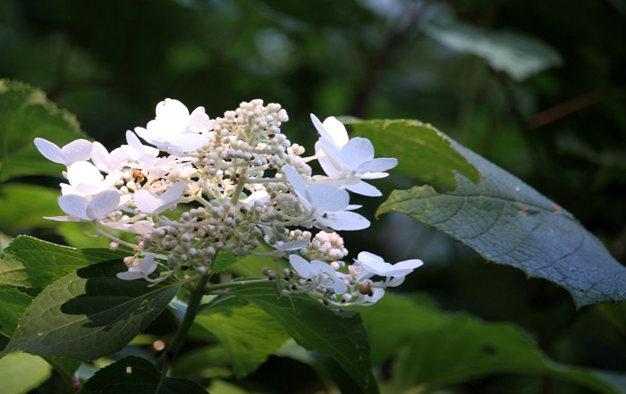 8月・ノリウツギの輝きが素晴らしかった夏の終わりに。