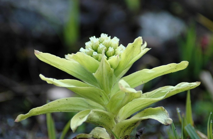 4月・待望の春の象徴・マグサブロー(フキノトウ)。本当にうれしい春の訪れでした。