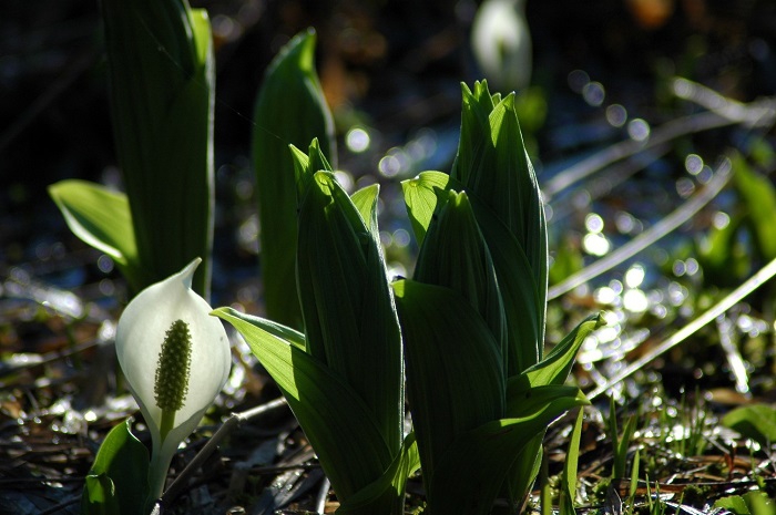 6月・可憐な水芭蕉の季節は、多くの雪解け水とともに。