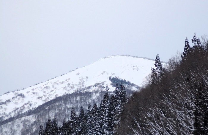 こちらは厳冬の会津駒ケ岳より連なる大戸沢岳（標高２０８９ｍ）の様子です（２０２６年１月７日）。