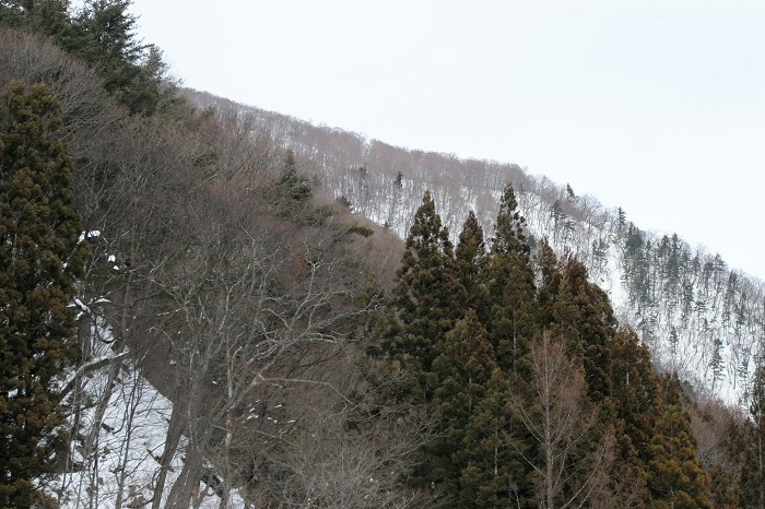 会津駒ケ岳(標高2132.4m)方面を望んで(2026年1月13日)。