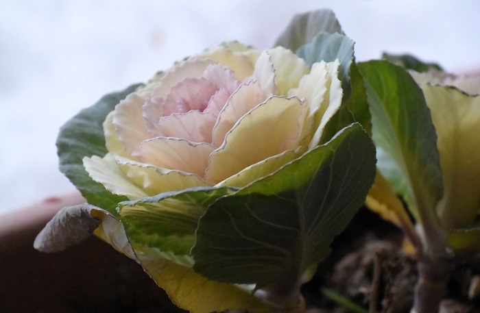 この冬尾瀬野の玄関で唯一咲き続けてくれた、葉ボタンです。ありがとうございました。感謝です(2026年1月16日)。