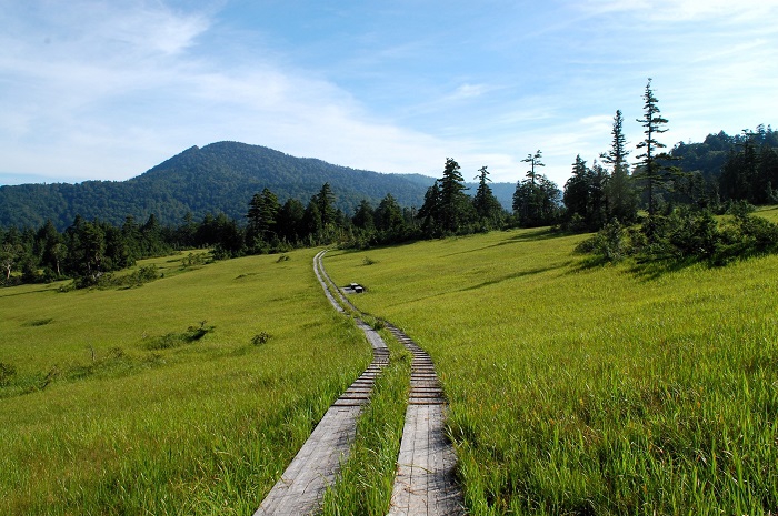 夏・広大な大自然の面積を誇る尾瀬国立公園の中でも、静かで美しい湿原と雄大な光景が広がる尾瀬裏燧林道・上田代湿原の夏の光景です(2025年8月17日)。
