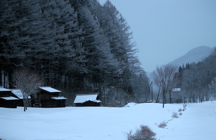 厳しい寒さの朝、雪景色に染まる古民家郡とカラマツの雪景色の光景は予想以上に幻想的でした(2026年3月9日)。