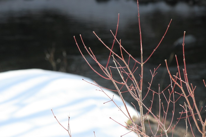 残雪の輝く光の中で春の芽吹きの始まりの姿を魅せるモミジの木です(2026年3月19日)。
