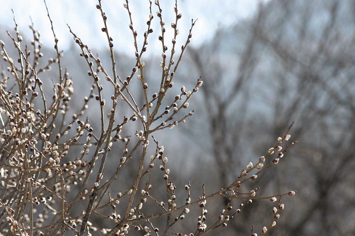 まだまだ残雪残る寒い冬の終りでも、いち早く芽吹きの姿を魅せてくれるのが、このヤナギの木です(2026年3月19日)。