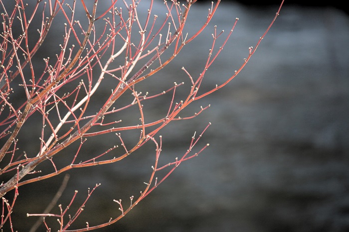 モミジの木も春の芽吹きの始まりの光景が見られ始めていました(2026年3月19日)。