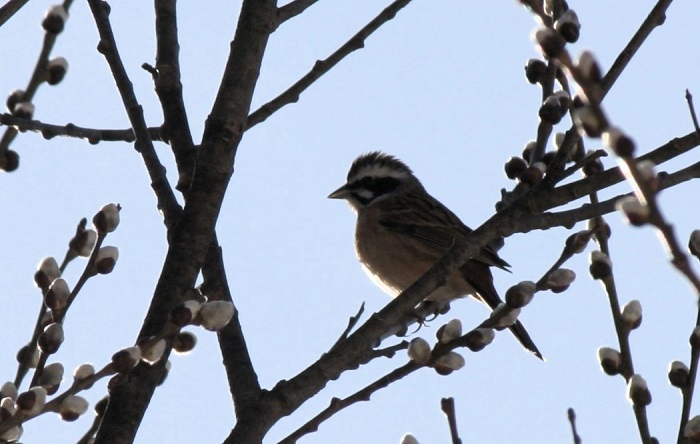 ヤナギの木に優雅に止まる野鳥のホオジロです。ホオジロの鳴き声が本当に春の到来を感じさせてくれる光景でした(2026年3月19日)。
